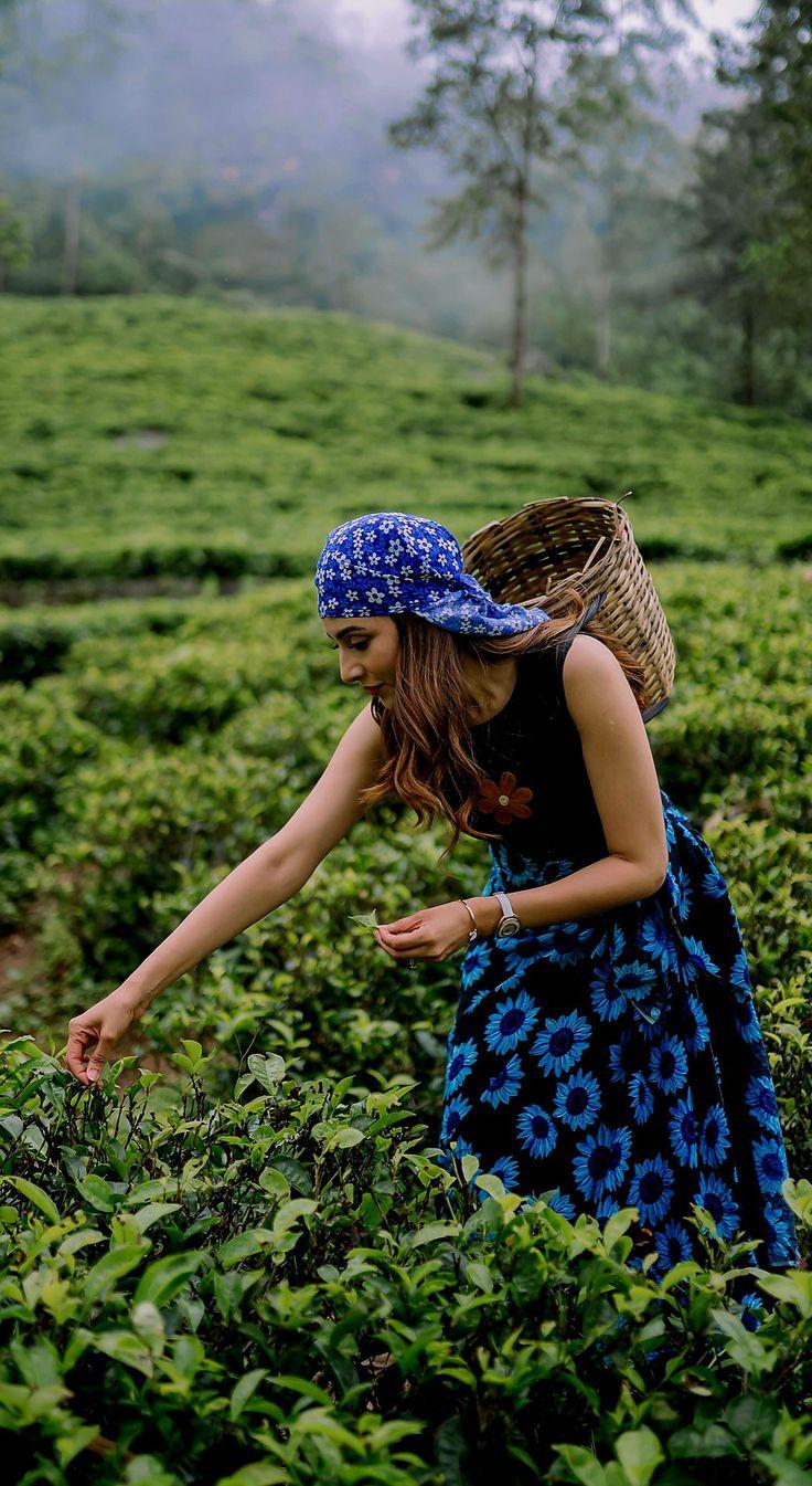 Tea Plantations