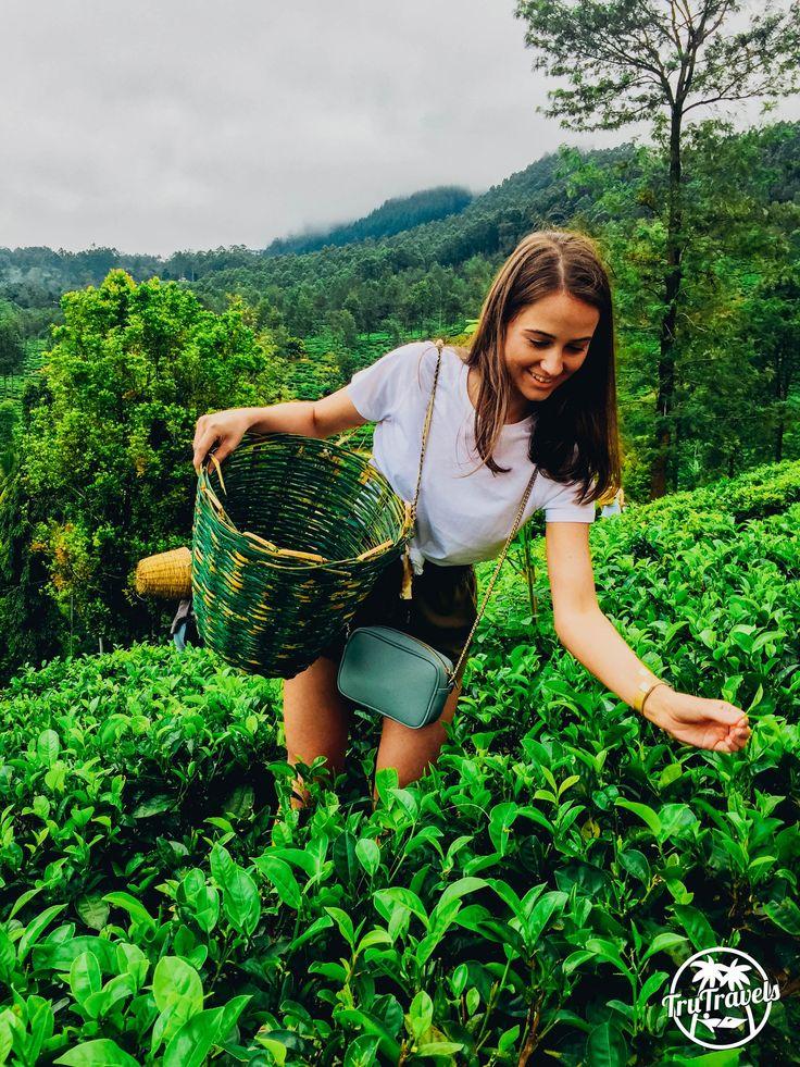 Highland Tea Plantation Escape